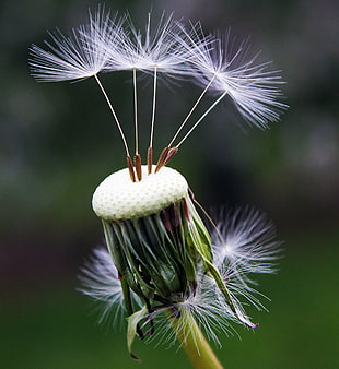 white Dandelion in bloom macro photography HD wallpaper