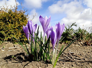 purple Crocus flower in closeup photo HD wallpaper