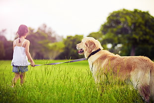 girl wearing white spaghetti strap shirt and blue shorts holding gray leash with Golden Retriever HD wallpaper