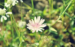 depth of field white petaled flower with green leaves during day time