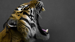 brown tiger, tiger, animals, big cats