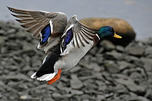 blue, green, and white duck near gray stone fragments HD wallpaper