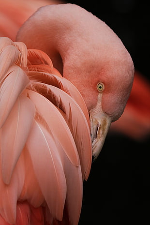 closeup photography of flamingo