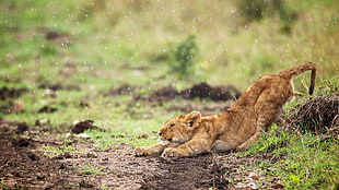 lion cub, lion, baby animals, animals, rain