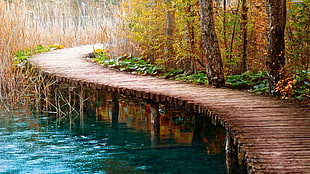brown wooden bridge beside green trees, nature, bridge, path, water HD wallpaper