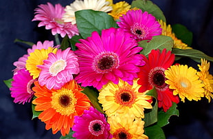 photo of pink and  yellow petaled flowers