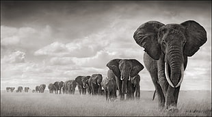 grayscale photo of herd of elephants HD wallpaper