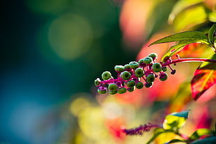 macro shot photo of green flowers HD wallpaper