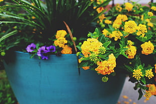 yellow flower on pot HD wallpaper