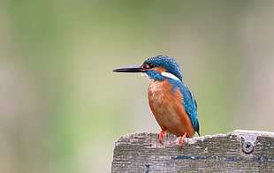 small blue and brown long-beak bird HD wallpaper