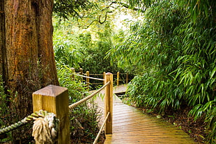 brown wooden hand railing, landscape, nature, Photoshop, overgrown HD wallpaper