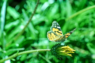 yellow and black butterfly on plant