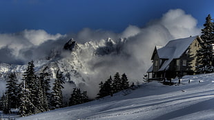 brown wooden house, nature