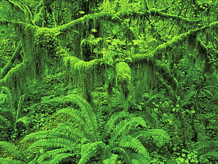 green leafed palm plant, green, nature, jungle, trees