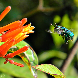 green Honeybee beside red flower in closeup photography, orchid bee, euglossa HD wallpaper