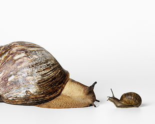two brown snails on top of white surface HD wallpaper