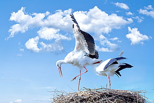 two white-and-black pelicans on nest HD wallpaper