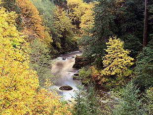 Trees,  River,  Waterfall,  For