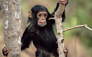 black chimpanzee HD wallpaper
