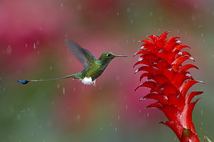 closeup photography of green Hummingbird HD wallpaper