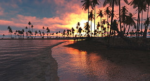 silhouette of coconut palm trees, nature, landscape, tropical, beach