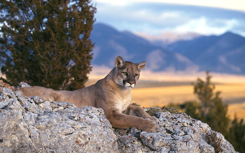 brown lioness on rock formation during daytime HD wallpaper