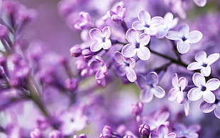 selective focus photograph of pink flower, flowers, purple, blurred, lilac