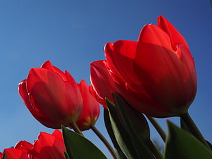 red Tulips closeup photography under blue sky HD wallpaper