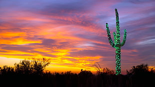 silhouette of trees and green cactus, nature, landscape, Arizona, USA HD wallpaper