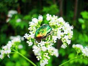 green and gold beetle on white flower HD wallpaper