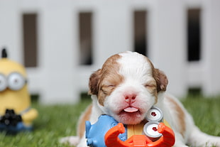 white and brown short coated puppy near minion HD wallpaper