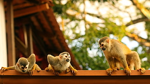 three gray monkeys on top of brown roof HD wallpaper