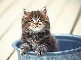 shallow focus photography of brown persian kitten