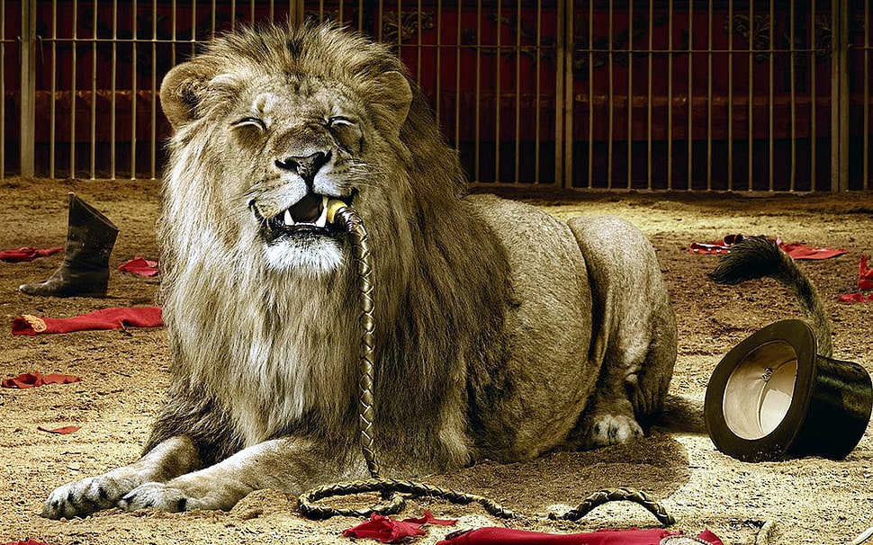 brown lion, lion, cages, circus, eating HD wallpaper