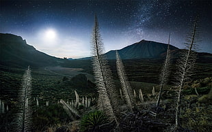 leafless trees, landscape, nature, mountains, starry night