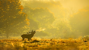 black deer, animals, landscape, forest, elk