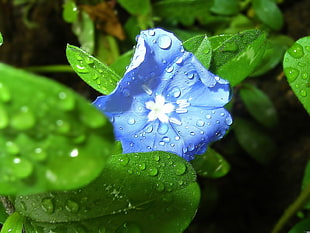blue petaled flower with dewdrops HD wallpaper