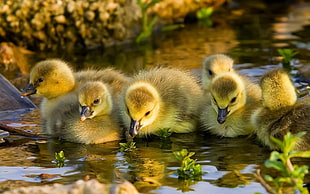 shallow focus photography of ducklings during daytime