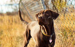 short-coated brown dog standing near cyclone fence at daytime HD wallpaper