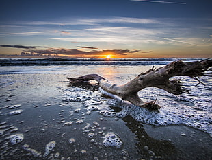 grey three branch on seashore at sunset, grosseto HD wallpaper