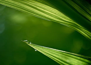 close up photo of a leaf with water drop, crocosmia HD wallpaper