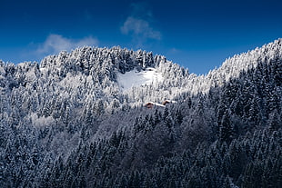 photo of mountains with Pink trees with snow