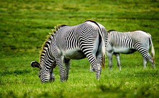 two white-and-black zebras HD wallpaper