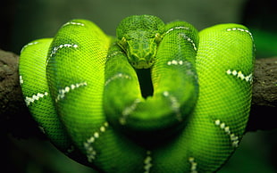 shallow focus photography of green snake HD wallpaper
