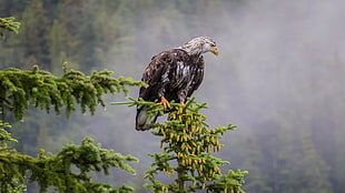 bald eagle, animals, birds, trees, eagle