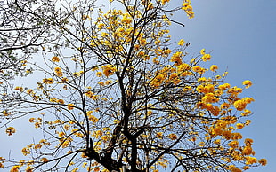 brown leafless tree