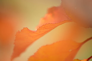 close-up photography of maple leaf HD wallpaper