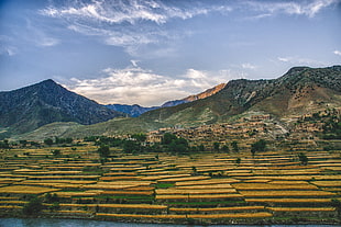 green and yellow petaled flower field during day time, afghanistan HD wallpaper