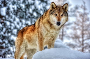 brown wolf, animals, wolf HD wallpaper