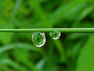 macro shot of water droplets HD wallpaper